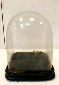 Globe de mariée en verre soufflé Socle en bois noirci XX siècle
